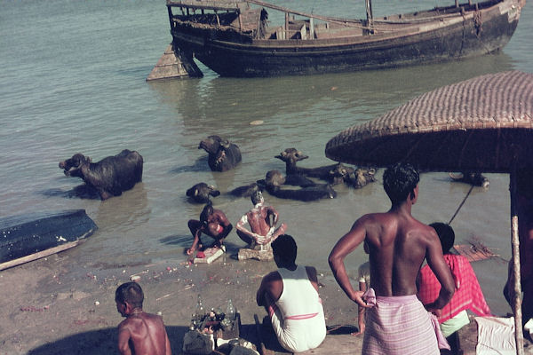 Büffel und Menschen im Ganges